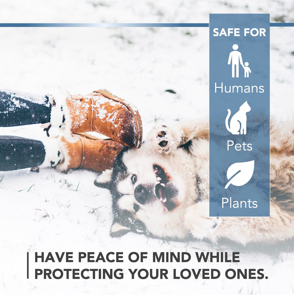 Dog playing in snow beside a graphic, have peace of mind while protecting your loved ones.