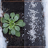 Split view of a frosted plant in soil beside white urea pellets on a dark walk.